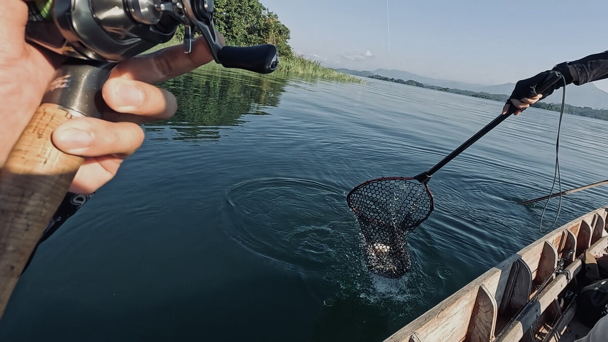 เมื่อปลามาถึงข้างเรือ เราก็เห็นเกล็ดวาววับ
พลิกตัวไปมาอยู่ใต้น้ำ ผมเห็นว่าเบ็ดตัวท้าย
เกี่ยวหมิ่นๆ