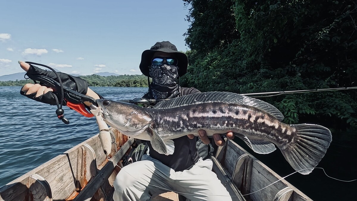 แต้มที่ 2 ของบูม ชะโดขนาด 2 KG 
ถือว่าขนาดกำลังได้เล่นเลยทีเดียวครับ