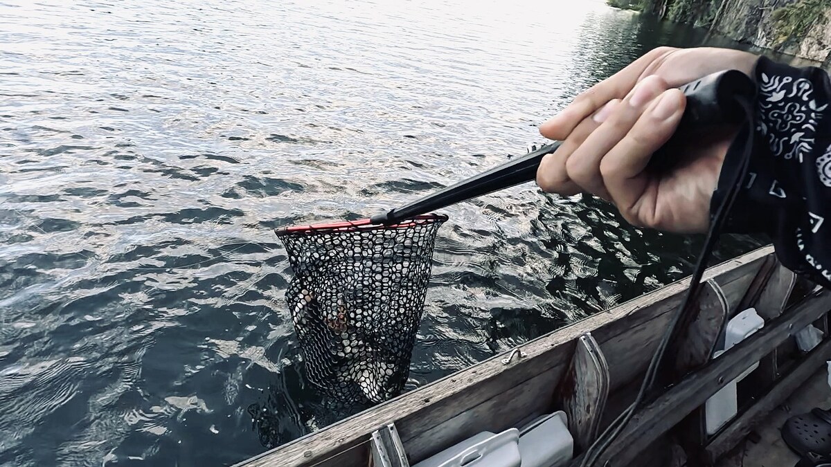 สรุปปลากระสูบ 2 ตัวนี้โดนปิดเกมส์สำเร็จทั้งคู่  :laughing: