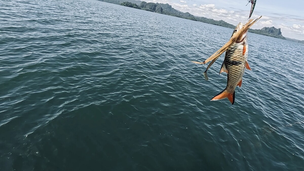 ยื้อยุดกันสักพัก หญ้าใต้น้ำที่เปื่