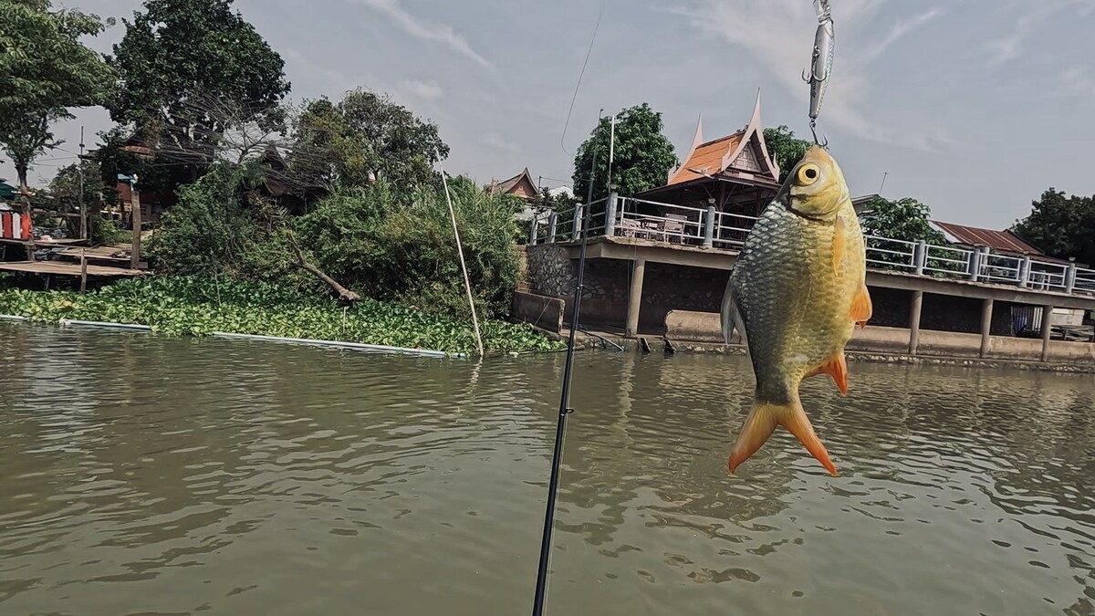 เป็นตะเพียนทองมาอีกตัวครับ ตัวนี้ด