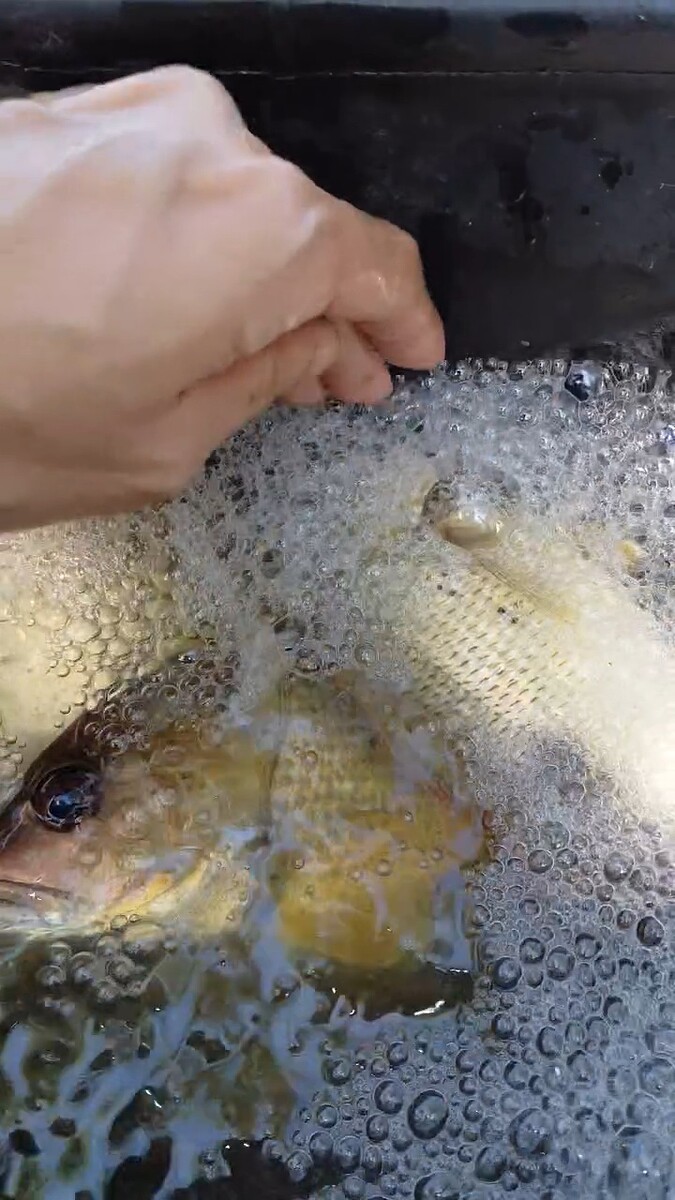 แจ่ม