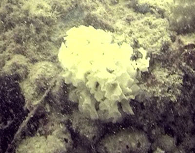 ภาพถ่ายใต้น้ำ วันวางปะการังเทียมแสมสาร