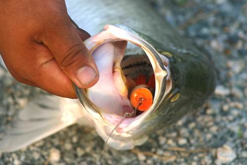 น้าเว็ปฯ ครับ ที่พี่เล็กเรียนน้าเว็ปไว้ที่นี่  http://www.siamfishing.com/board/view.php?tid=6845   