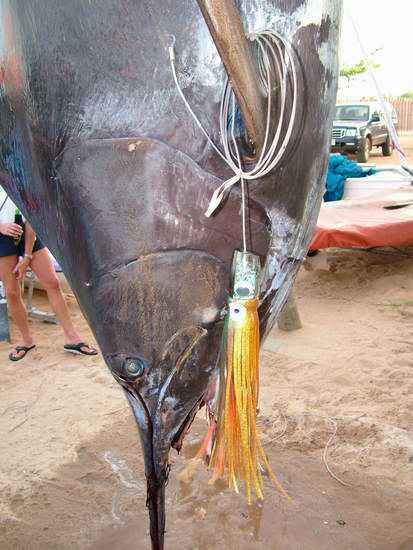 เหยื่อของผมเองครับ เป็นสถิติใหม่ในประเทศ Ghana  และใหญ่ที่สุดของปลาทมี่กินเหยื่อครับ