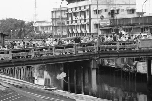 ตั้งตาคอยดู "ปลาโลมา" ในแม่น้ำบางปะกง