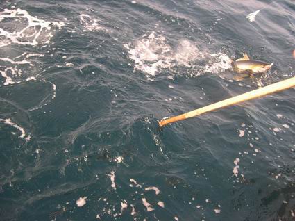 Yellowfin Tuna... ตัวเล็กแบบ พริกขี้หนู