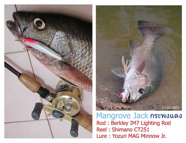 กระพงแดง (Mangrove Jack)