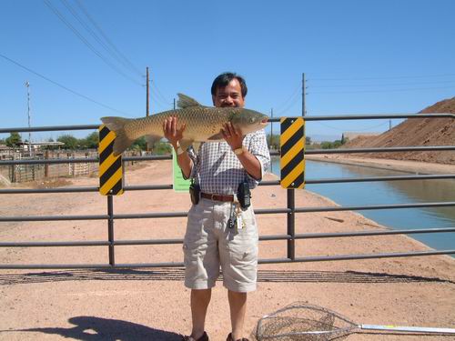 Carb fish in Arizona USA.