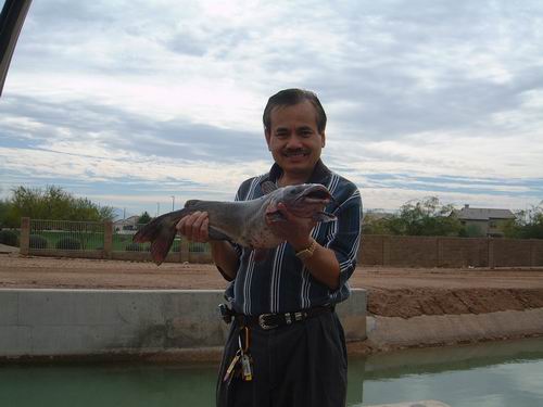 Catfish in Arizona USA.1