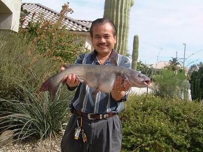 Catfish in Arizona USA.2
