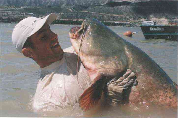 You want to see more Giant Catfish!!!