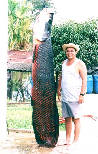 ปลาช่อนอเมซอน PIRACURU