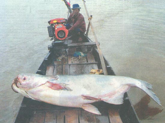 The giant catfish  -,.-