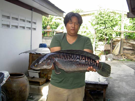 ชะโดครับชะโด