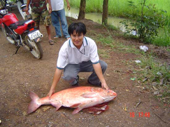 ปลาจีน 25 กล.