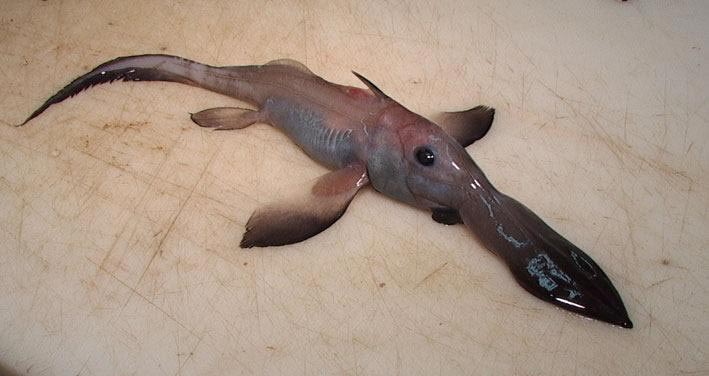 ปลาตัวนี้มาจากดาวอะไร ?? ใครรู้บอกทีงับ