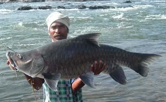 FISHING IN INDIA  (BIG FISH) NEXT TRIP ON JULY
