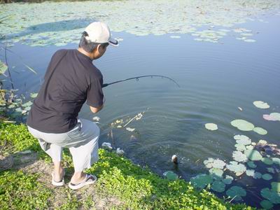 ปลาช่อนที่หมายบึงกระจับ ราชบุรี