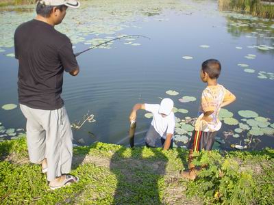 ปลาช่อนที่หมายบึงกระจับ ราชบุรี