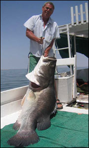 Giant Nile Perch กระพงขาวยักษ์