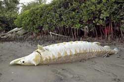 Giant fish in Florida