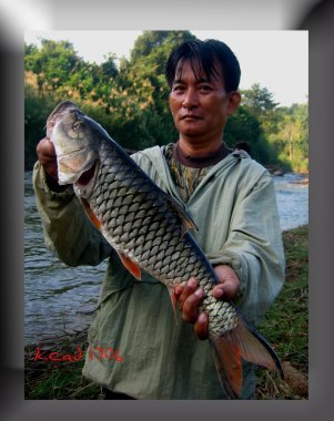 กระสูบใหญ่ที่แก่งกระจาน