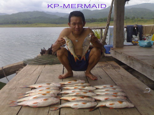 เปิดตัวแพkp mermaid ไปทะเลมาด้วย