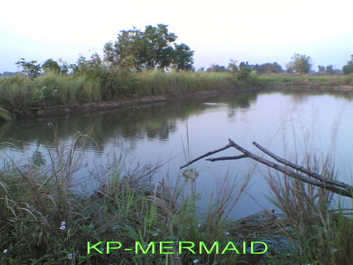 วันหยุดกับปลาช่อนตัวน้อย kp mermaid