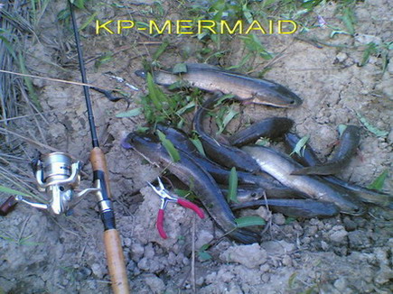 วันหยุดกับปลาช่อนตัวน้อย kp mermaid