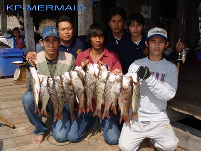 ต้อนรับปี 2007 กับกระสูบฝูงบ้า  kp mermaid