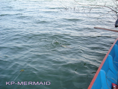 ต้อนรับปี 2007 กับกระสูบฝูงบ้า  kp mermaid