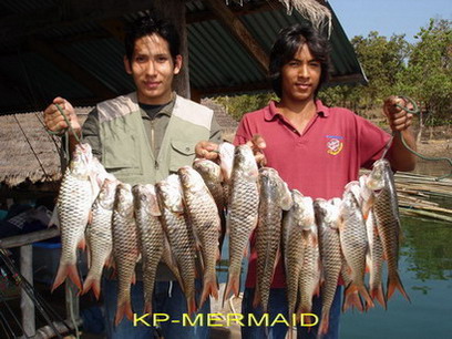 ต้อนรับปี 2007 กับกระสูบฝูงบ้า  kp mermaid