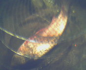 ปลาจีนบ่อร่มเกล้า