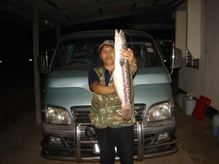 ชะโดกับคนหาปลาราษี