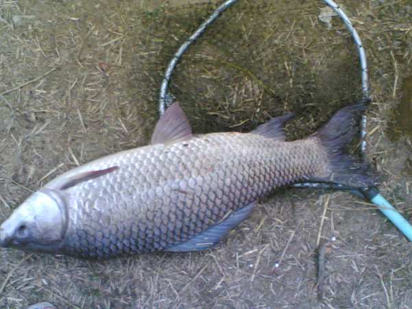 ปลาใหญ่รวมๆเขื่อนแม่กลองกาญจนบุรี(ทีมท่าม่วง)