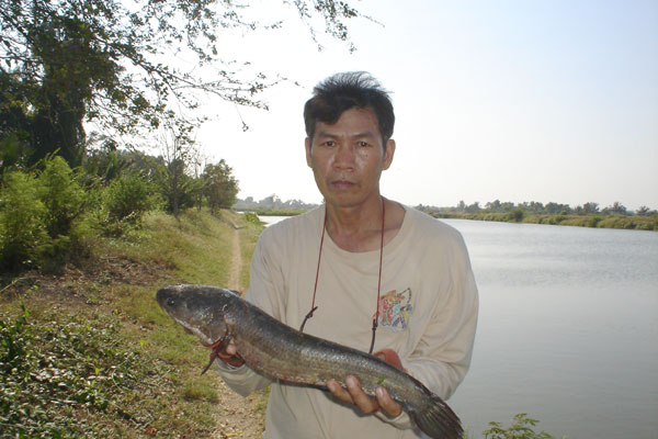 ตลาดนัดวันเสาร์(วังกุ้ง)