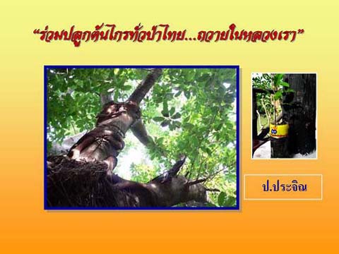 ร่วมปลูกต้นไกรทั่วป่าไทย...ถวายในหลวงเรา