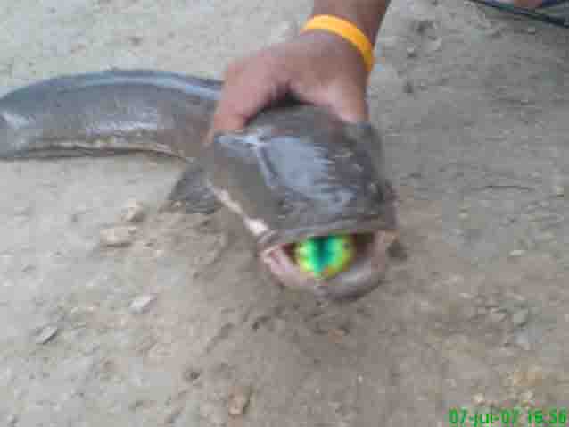 MR.X กะช่อนนา..ที่บ่อน้องFishing Lake.