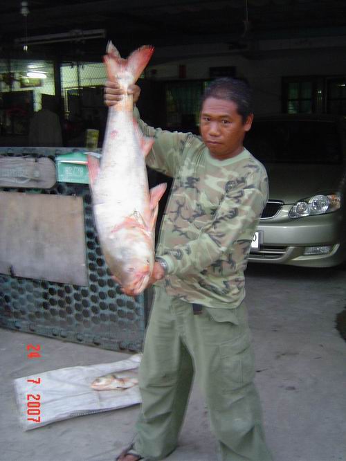 ปลาจีน ของอาจารย์หนู ตอยกะจึน