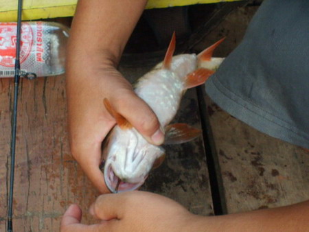 ธรรมชาติแท้ๆที่แพนันทนา เขื่อนศรีนครินทร์