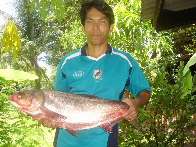 ปลาจีนที่ท่าตะกู