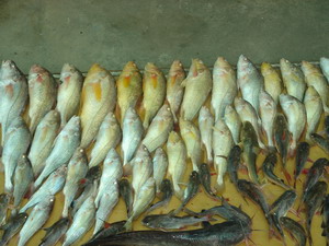 ปลาม้าและหางกิ่วที่จุกเฌอ โดยซุ้มพนัส   ( บางประกง