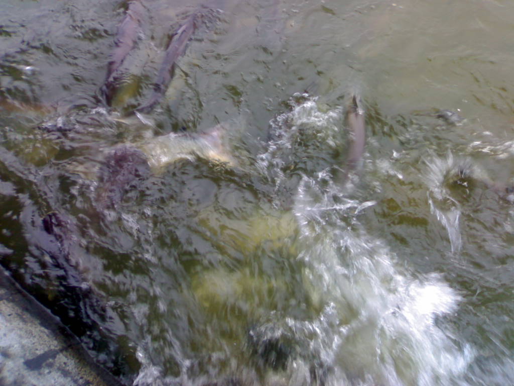อุทยานปลาเทโพหูดำ....ที่แม่น้ำนครชัยศรี
