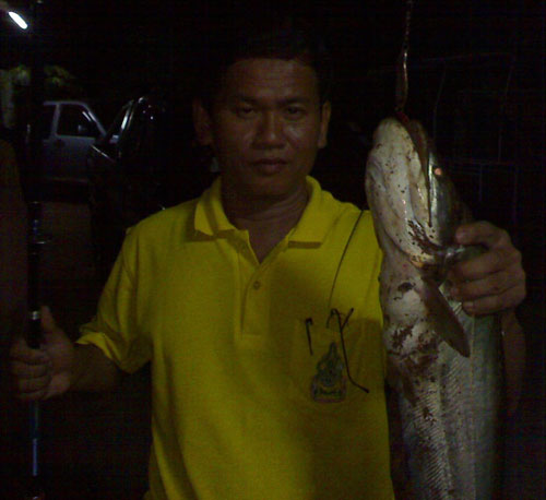 สปูนตัวหมานเด็จหนวดปลาเค้าที่ปราจีนบุรี