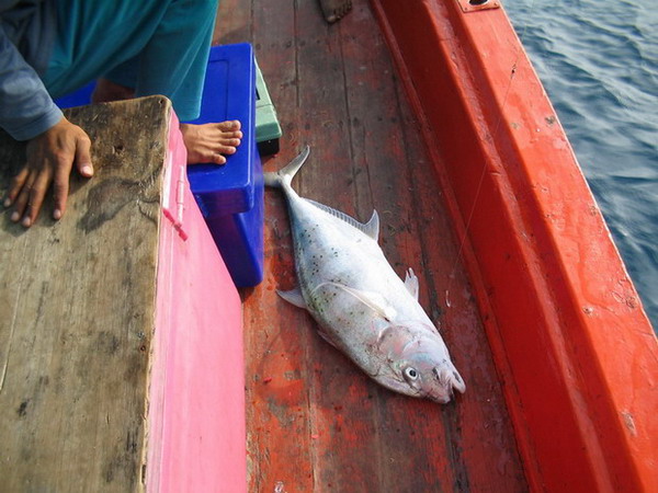 แรงชราทีม กับไต๋อี๊ด[กุ้ง] แสมสารไม่มีวันลาก่อน