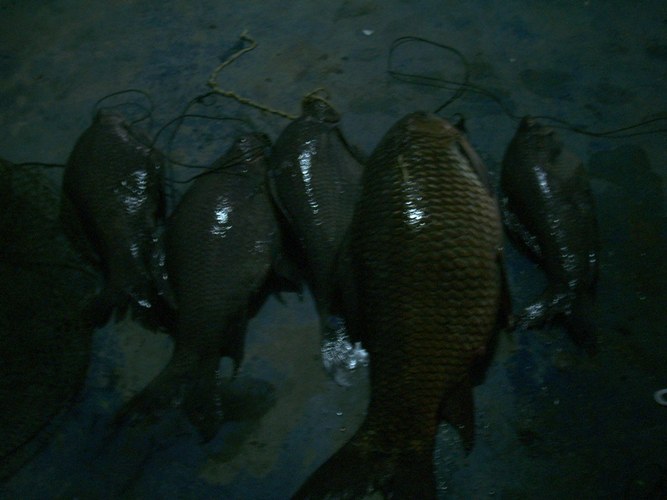 ไปสังขะครั้งแรกก็ได้ตัวเลย