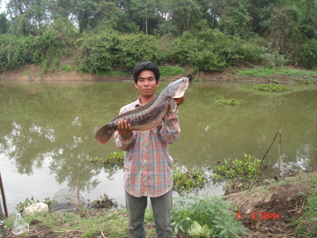 ชะโด บางไผ่ 2 ทีมงานก้างปลา fishing