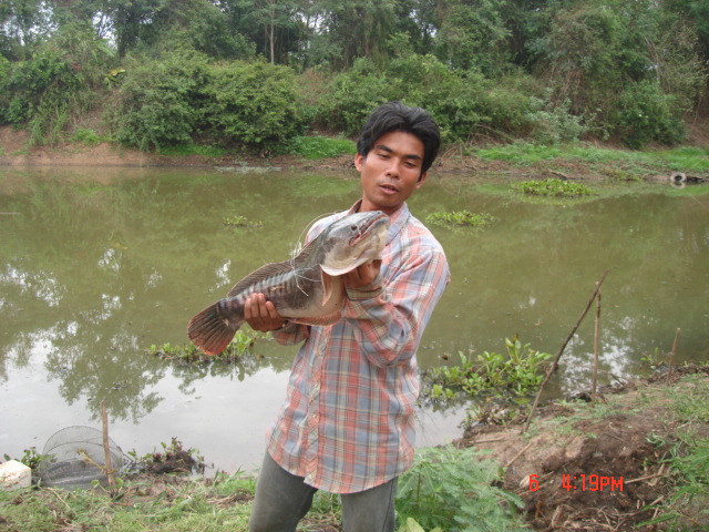 ชะโด บางไผ่ 2 ทีมงานก้างปลา fishing