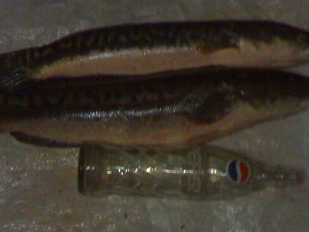 ปลาชะโดหมายปราจีนบุรี
